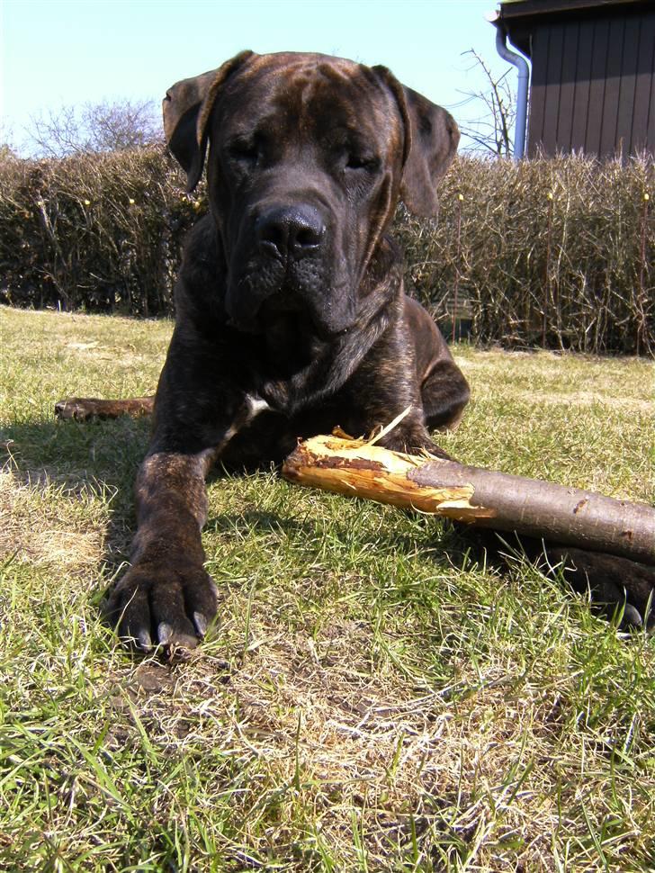 Mastiff Becker <3† Himmelhund †<3 billede 17