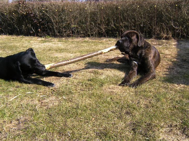 Mastiff Becker <3† Himmelhund †<3 billede 18