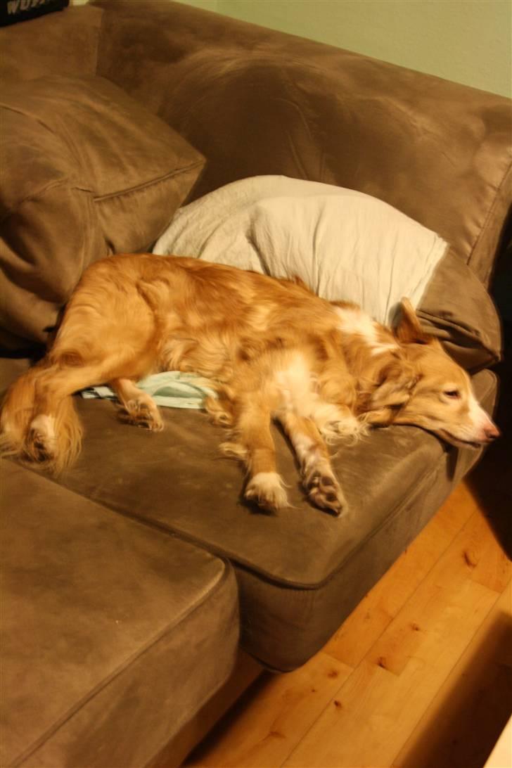 Blanding af racer gismo - gismo sove i sofaen  billede 11