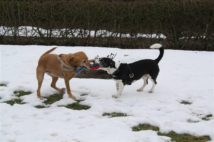 Blanding af racer trixie - mine to baby leger hos min pap farmor og farfar billede 9