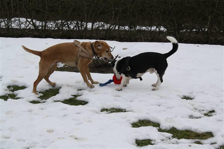 Blanding af racer trixie - mine to baby leger  billede 10