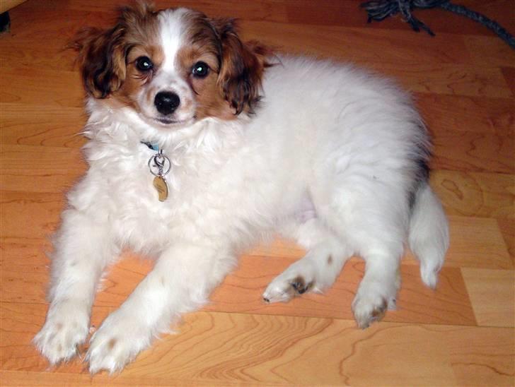 Papillon picasso billede 1