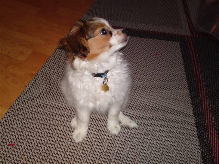 Papillon picasso billede 2