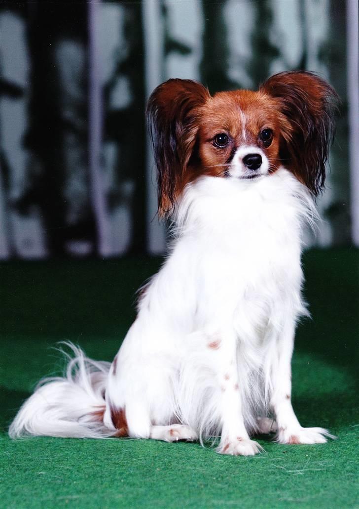 Papillon picasso - det er min mor som hedder ziva billede 3