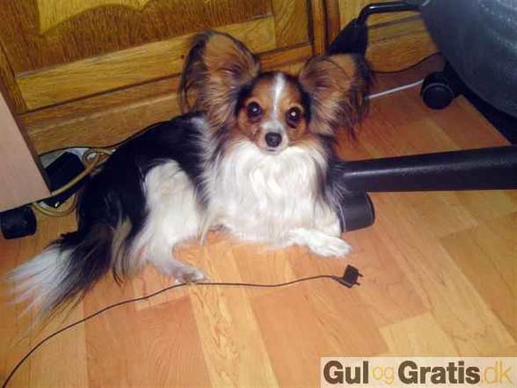 Papillon picasso - det er så min far som hedder pelle billede 4