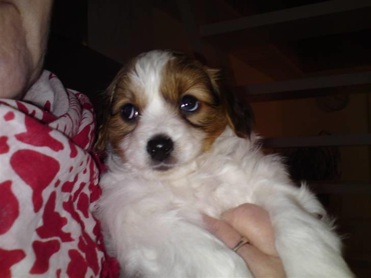 Papillon picasso billede 5