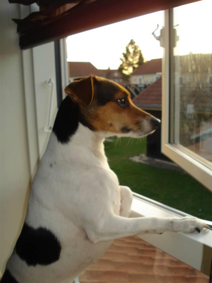 Dansk svensk gaardhund Nugga - velkommen til nugga´s profil (; billede 1