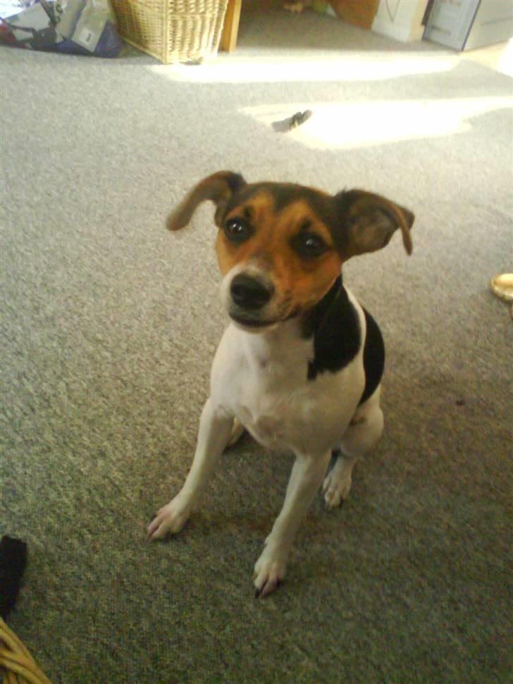 Dansk svensk gaardhund Nugga - man kan jo ikke modstå hende når hun tigger ;) billede 2