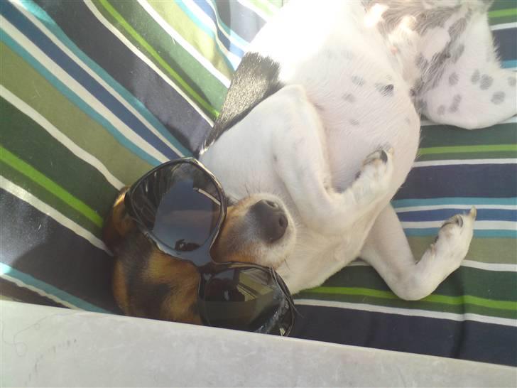 Dansk svensk gaardhund Nugga - når det er sommer er der solskin også skal man da lige sole sig i ligge stolen hehe (; billede 3