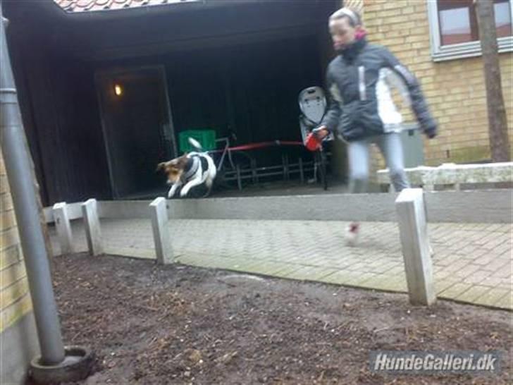 Dansk svensk gaardhund Nugga - på trænings banen hold da op en stjerne hun er (; hun kan jo bare hoppe. det er min lilleøster som løber med. billede 4