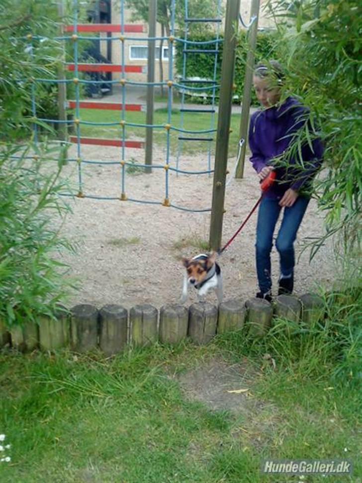 Dansk svensk gaardhund Nugga - på trænings banen, hun hopper op af graven det er jo smukt (; lillesøster løber.. billede 5