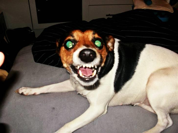 Dansk svensk gaardhund Nugga - puhaa hvor vil jeg være bange hvis jeg mødte den på gaden hehe, ja hun har nogle tricks i ærmet (; billede 6