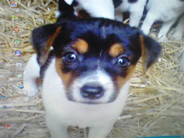 Dansk svensk gaardhund Nugga - en uge før vi hentede vores vidunder er hun ikke bare kær nååårh ;i billede 7