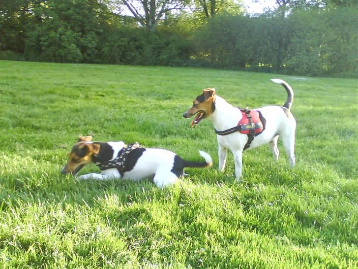 Dansk svensk gaardhund Nugga - nugga og molly (hendes søster) i parken de er bare så søde sammen (; billede 8