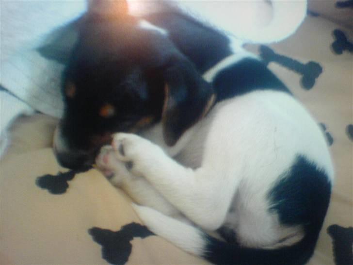 Dansk svensk gaardhund Nugga - 1 time efter hun var kommet hjem til os den lille prut, hun var så træt efter den lange køretur (; billede 9