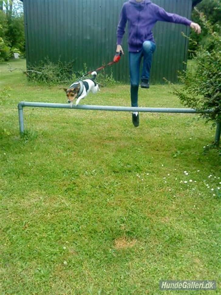 Dansk svensk gaardhund Nugga - på trænings banen, en af hendes første gange hun skulle træne (; lillesøster løber. billede 10