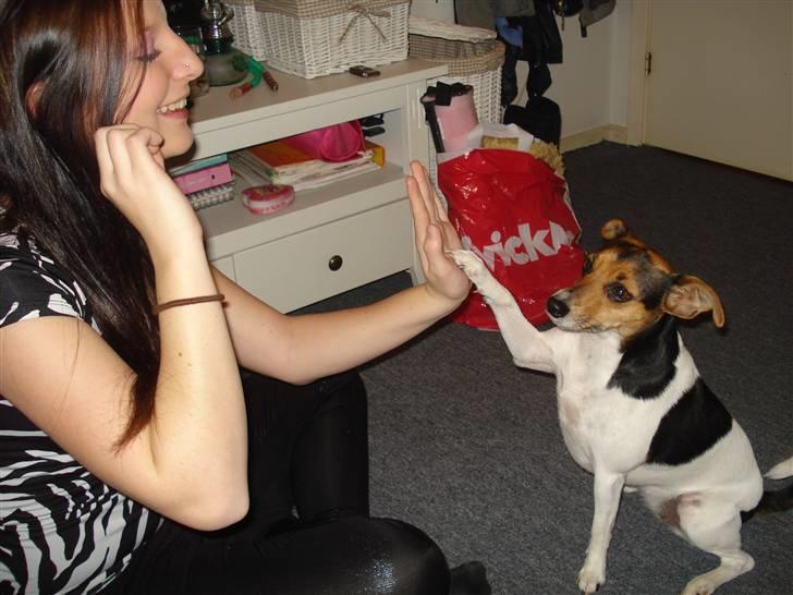 Dansk svensk gaardhund Nugga - hun gir highfive til mig hun er jo så dygtig den pige (; billede 11