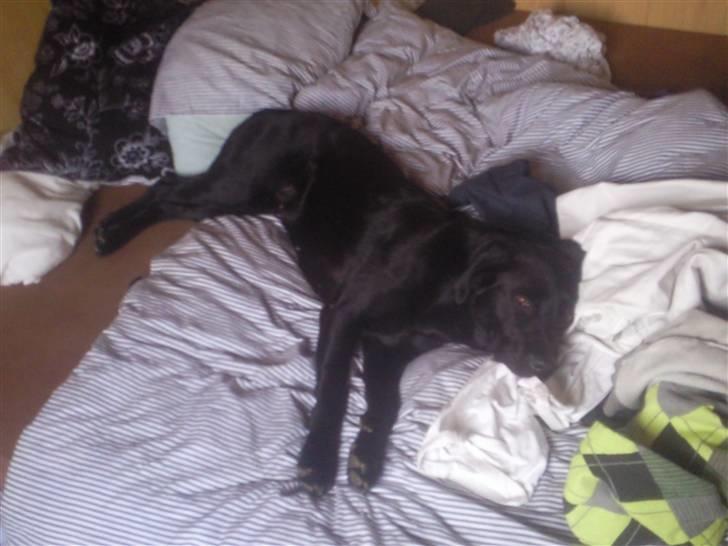 Labrador retriever Trunte billede 16