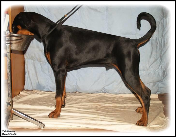 Dobermann Proud Danish Cool Camelot billede 16