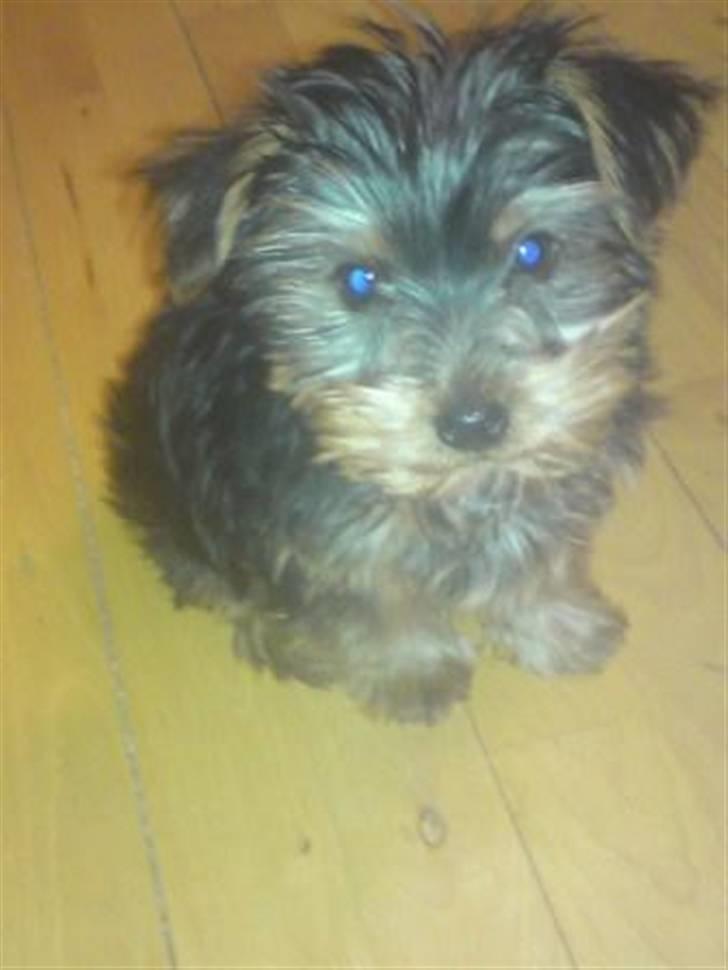 Yorkshire terrier Geo billede 1