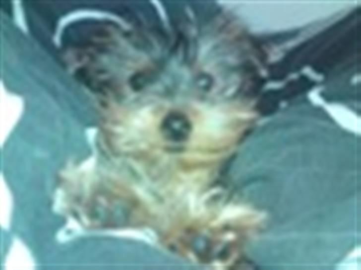 Yorkshire terrier Geo billede 2