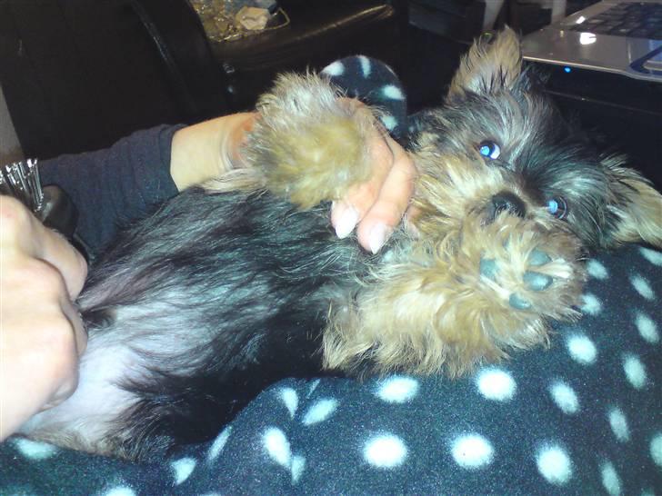 Yorkshire terrier Geo billede 3