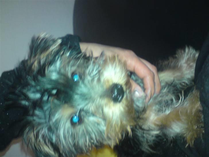 Yorkshire terrier Geo billede 5
