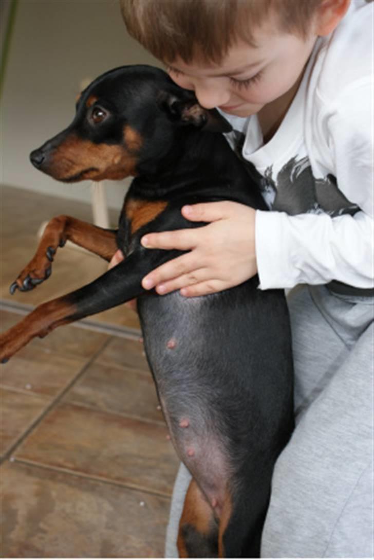 Dvaergpinscher Chili billede 1