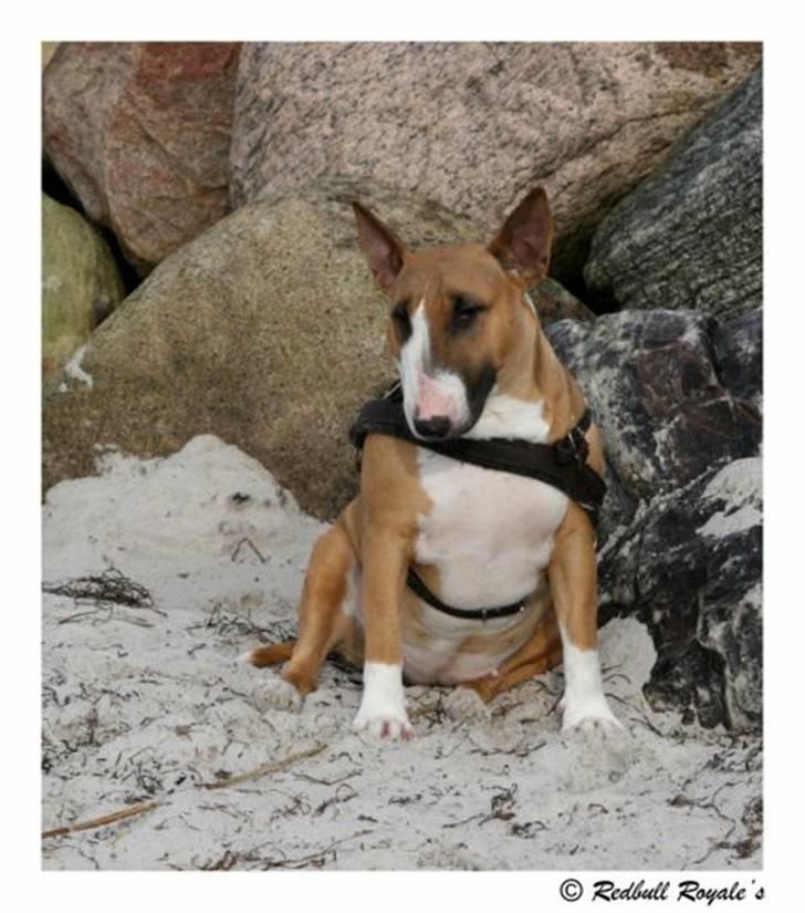 Bullterrier Asta - Man kan da også lige tage en slapper !! billede 17