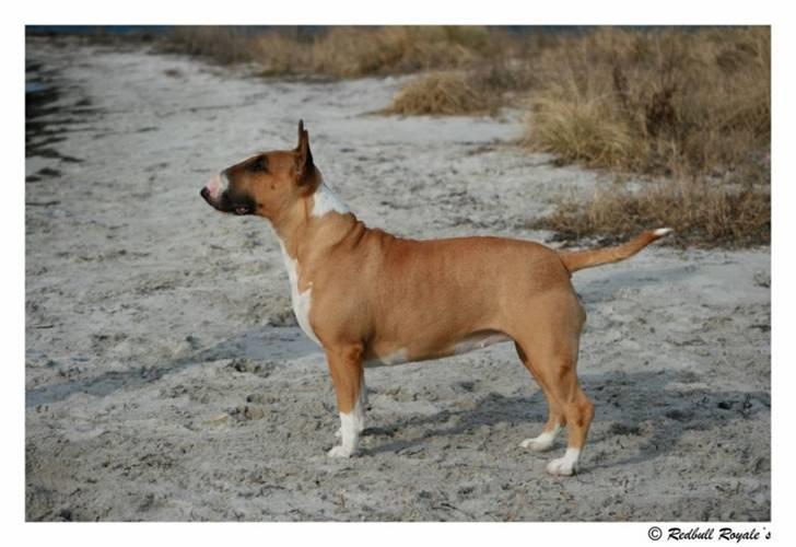 Bullterrier Asta - Foto modello ! billede 18