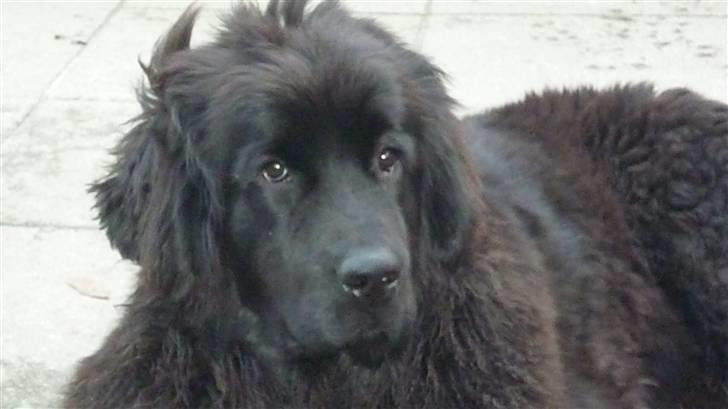 Newfoundlænder Carla  billede 18