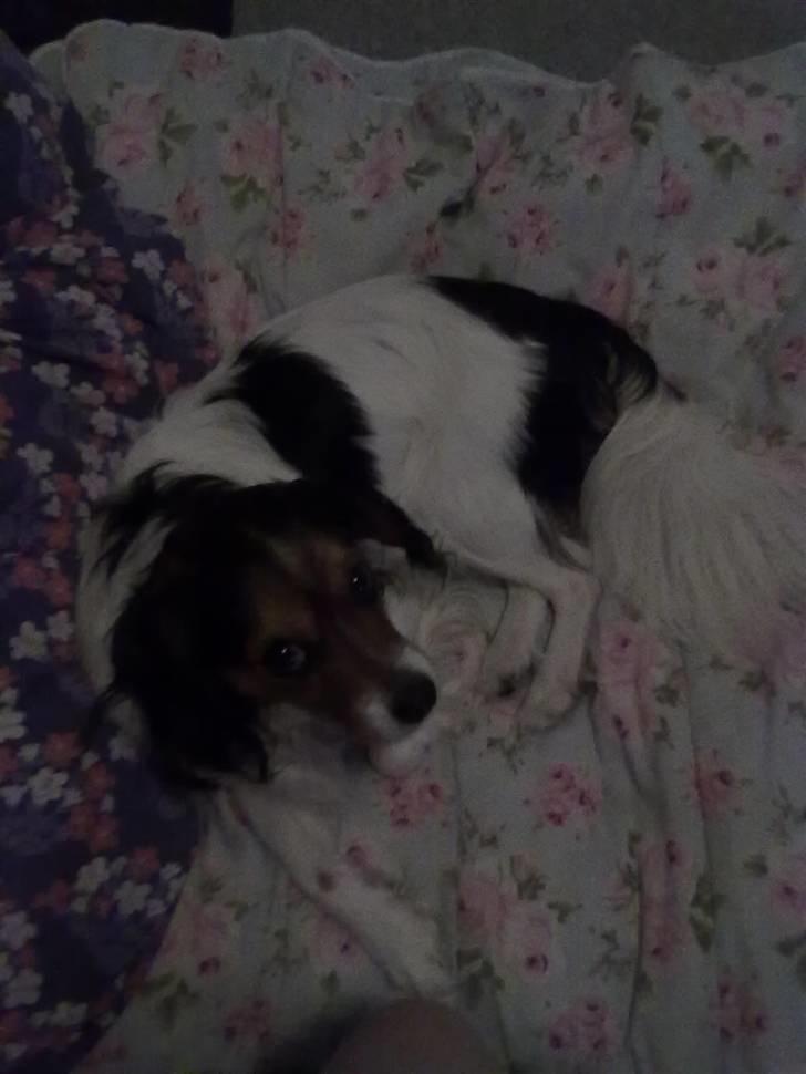 Blanding af racer pjuske - er så træt så sluk billede 1