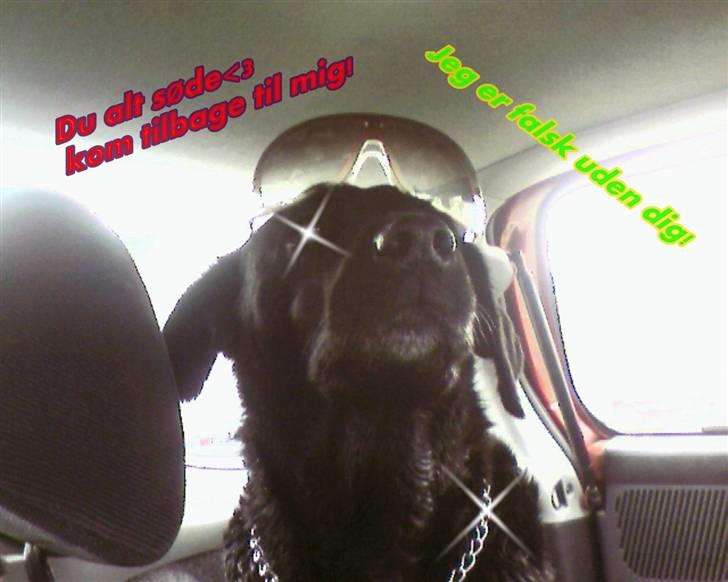 Labrador retriever lucky R.I.P )= billede 14