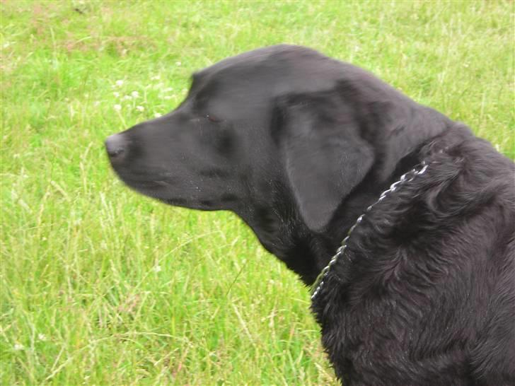 Labrador retriever lucky R.I.P )= billede 17