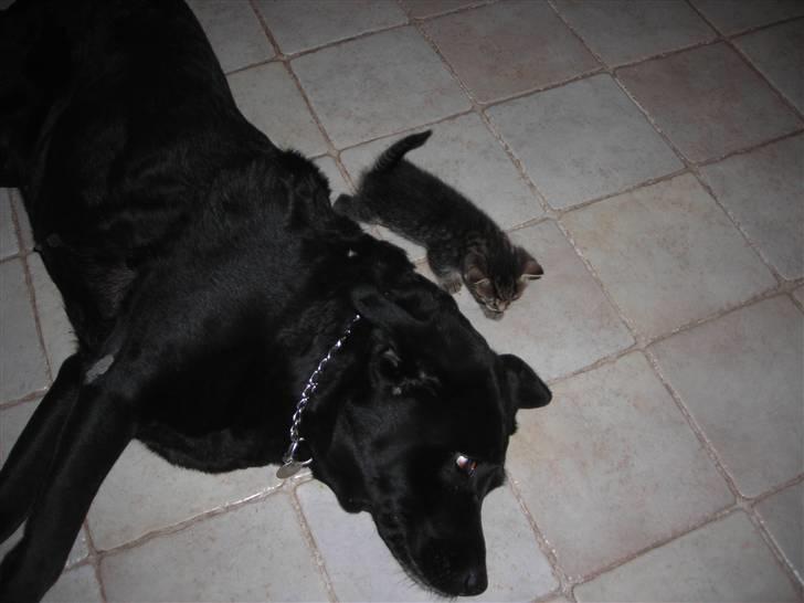Labrador retriever lucky R.I.P )= billede 18