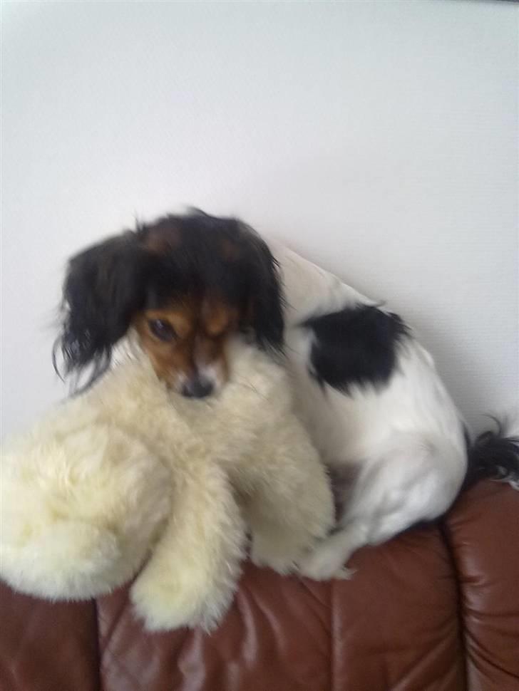 Blanding af racer pjuske - hvornår vil de tage min bamse billede 2