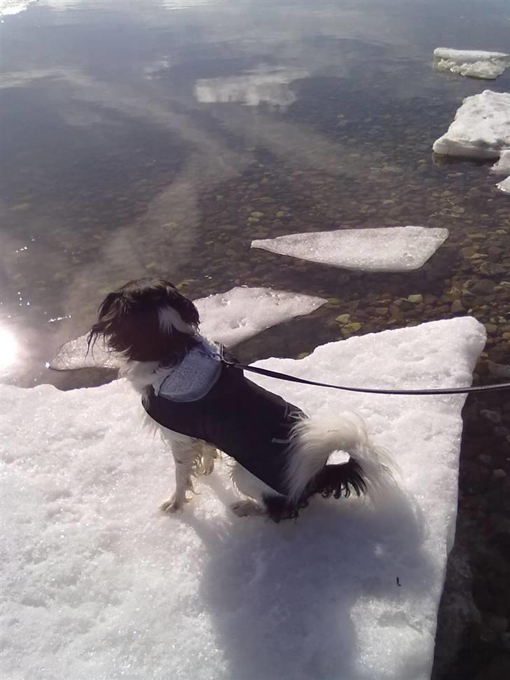 Blanding af racer pjuske - det er lidt koldt for numsen billede 4