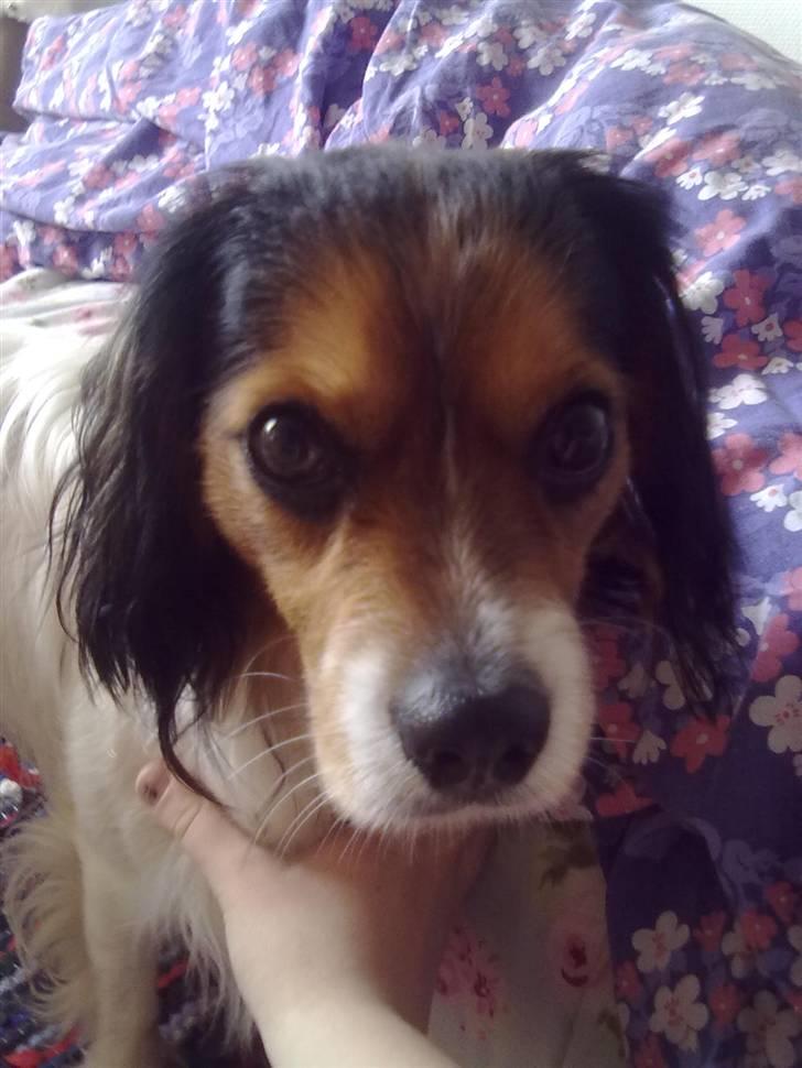 Blanding af racer pjuske - hvad har jeg gjordt....? billede 5