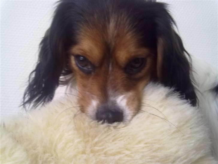 Blanding af racer pjuske - min bamse xD billede 6