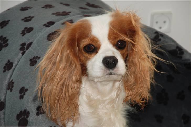 Cavalier king charles spaniel Molly Død 1 Februar 2010. - R.I.P. Min elskede Molly jeg savner dig. Kys fra Mor. billede 12