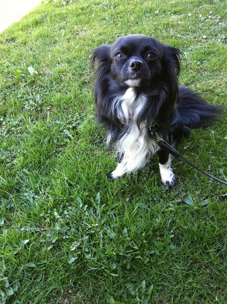 Chihuahua Magnus. billede 8