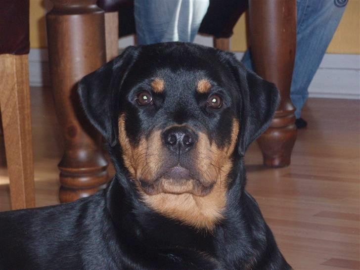 Rottweiler Zakoda Dina (Karla) - 25 uger gammel billede 12