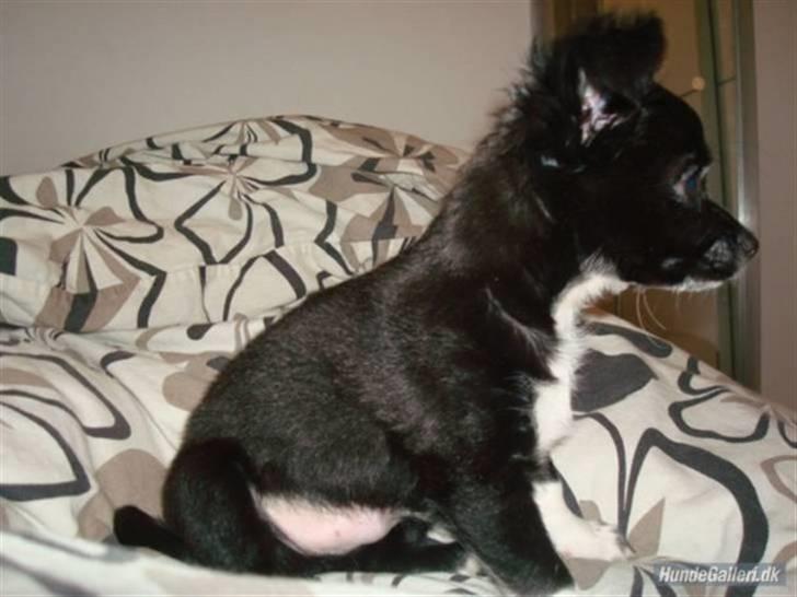 Chihuahua Magnus. billede 12