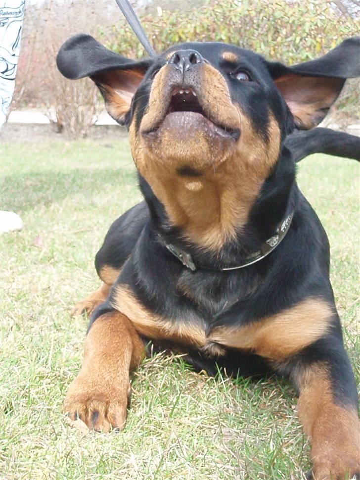 Rottweiler Zakoda Dina (Karla) - WEEEEEE, også 25 uger billede 13