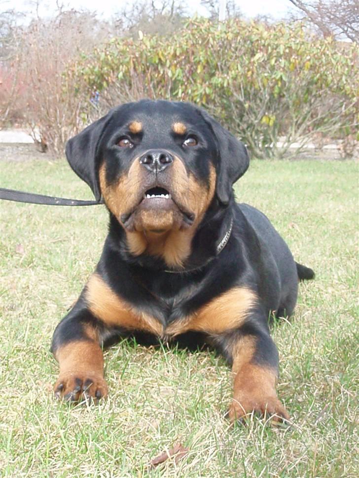Rottweiler Zakoda Dina (Karla) - 25 uger billede 14