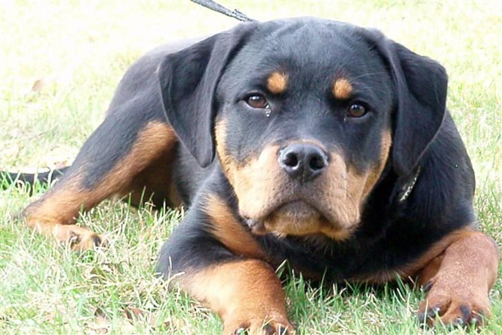 Rottweiler Zakoda Dina (Karla) - 25 uger billede 15