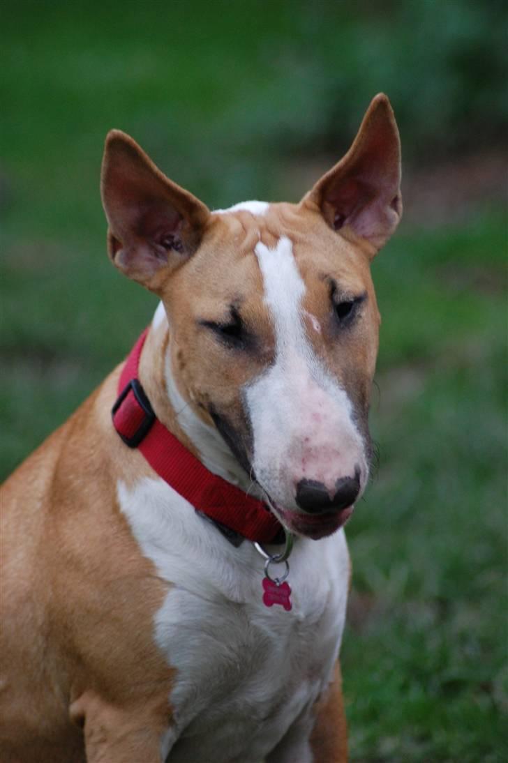 Bullterrier Honey 31.01.2010 - 21.07.2017 billede 13