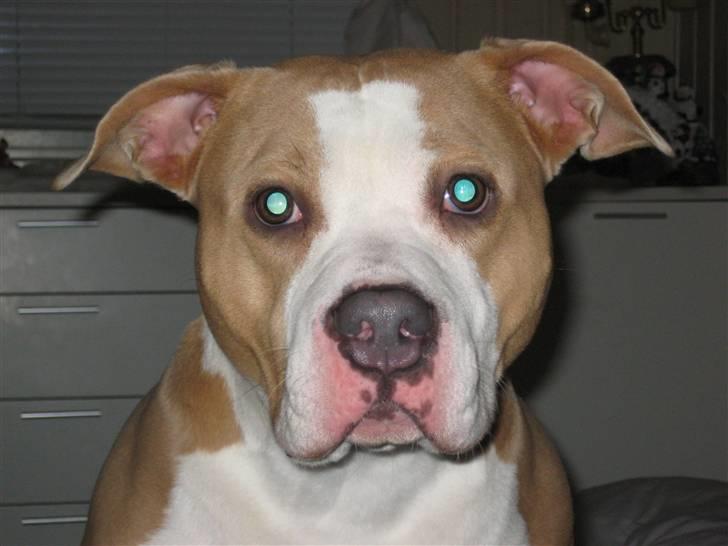 Amerikansk staffordshire terrier Hera - Hvem sagde linselus:)se mig se mig billede 1