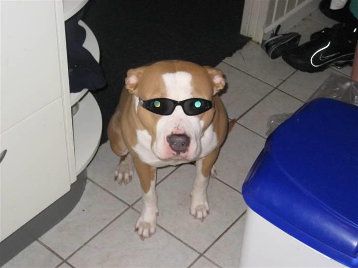 Amerikansk staffordshire terrier Hera - Så er jeg klar til en strandtur billede 2