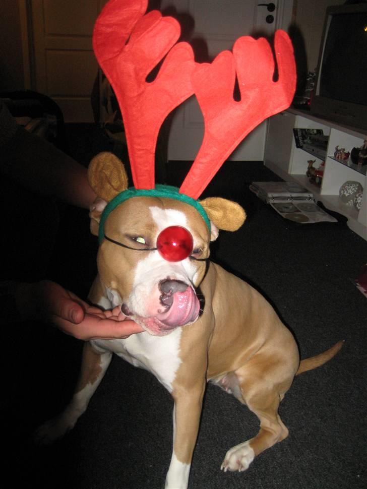 Amerikansk staffordshire terrier Hera - Jeg finder mig i meget, men den næse er irriterende billede 3